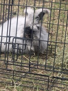 Oryctolagus cuniculus domesticus (or My Friend the Angora Rabbit)