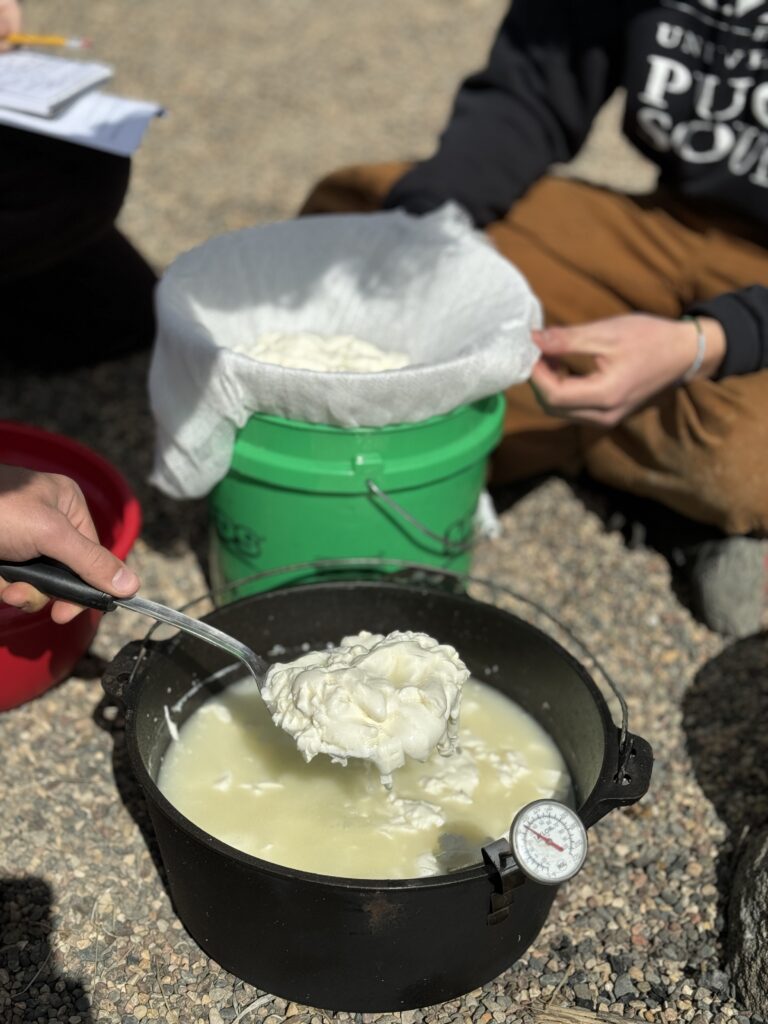 Putting curds into cheesecloth.