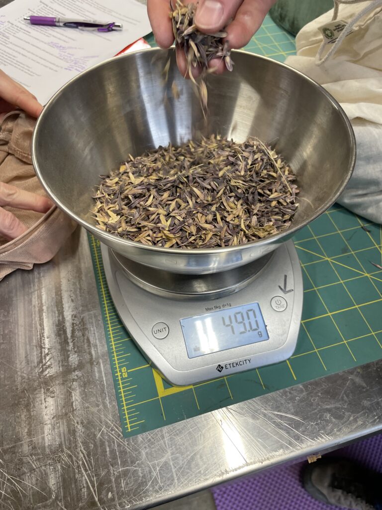 Measuring woad seeds; the scale reads 49.0 grams