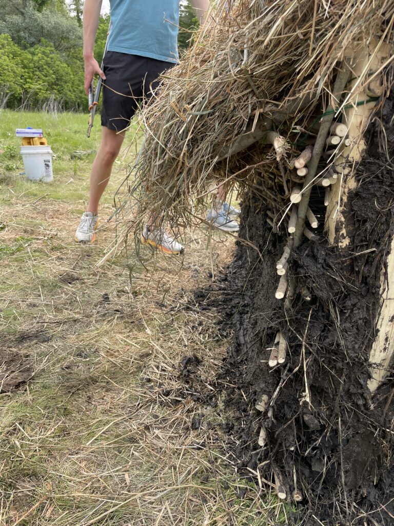 Side view of the daubed wall